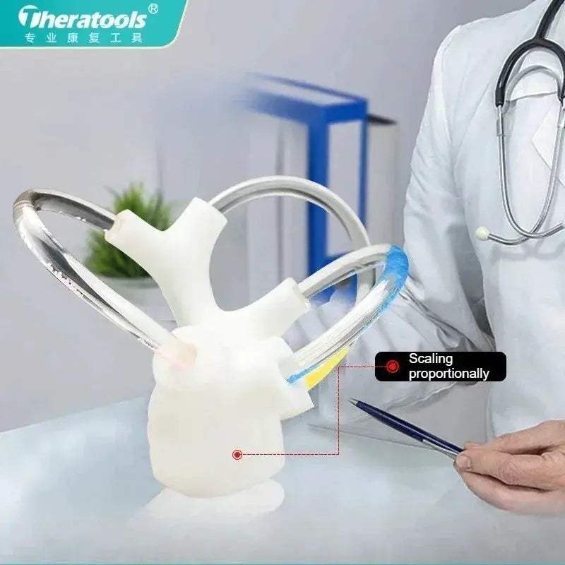 3D Inner Ear Anatomy Model For Vestibular Rehab And Education - ToylandEU
