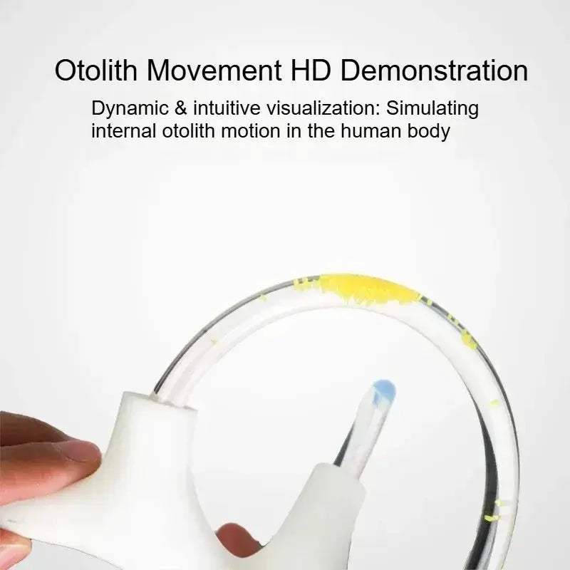 3D Inner Ear Anatomy Model For Vestibular Rehab And Education - ToylandEU