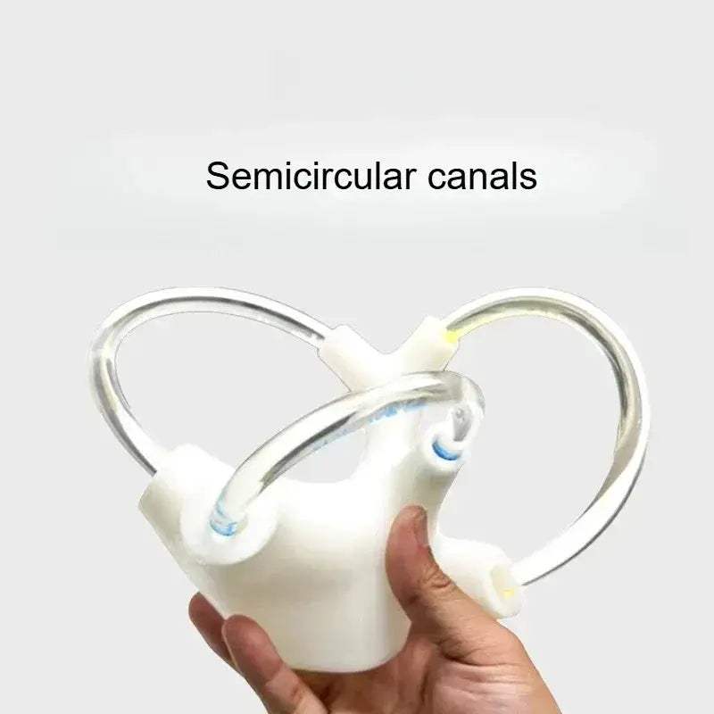 3D Inner Ear Anatomy Model For Vestibular Rehab And Education - ToylandEU