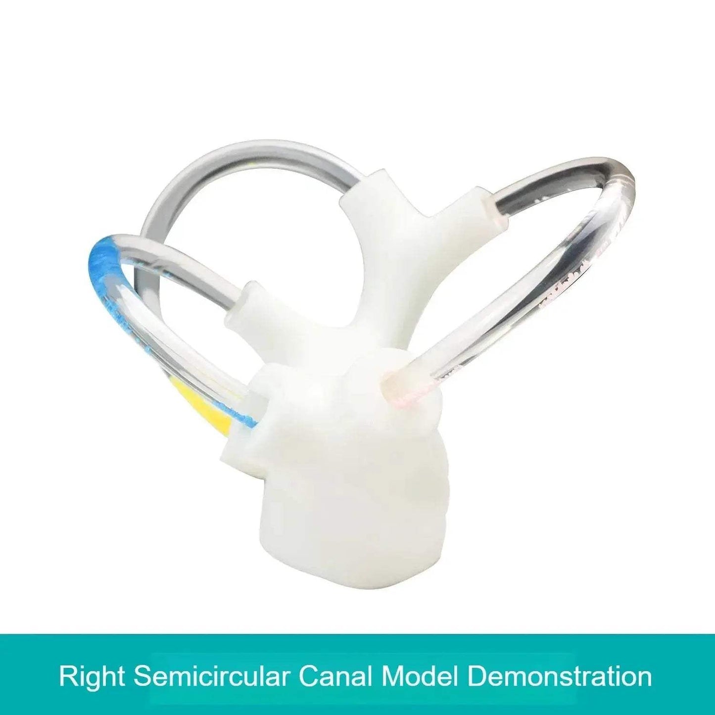 3D Inner Ear Anatomy Model For Vestibular Rehab And Education - ToylandEU
