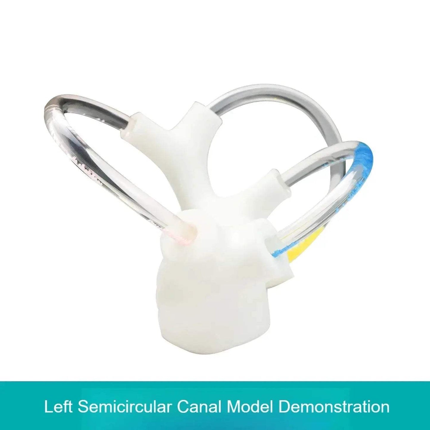 3D Inner Ear Anatomy Model For Vestibular Rehab And Education - ToylandEU