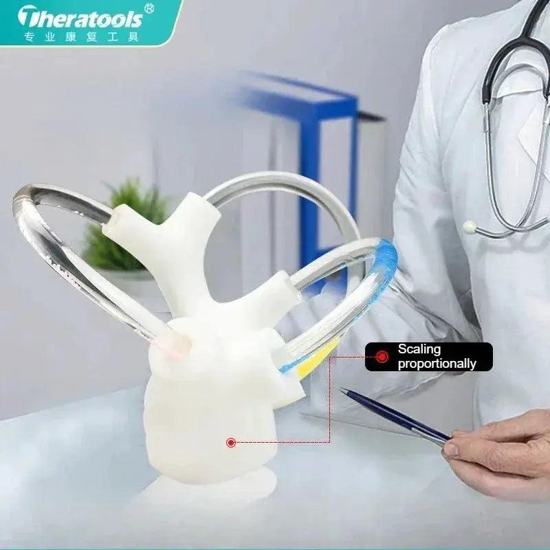  3D Inner Ear Anatomy Model Vestibular Rehab Education -  ToylandEU™