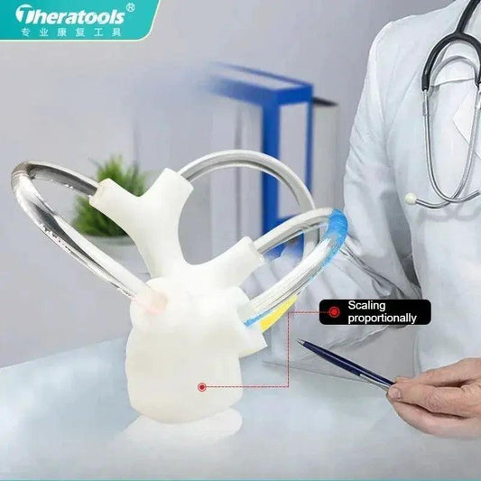  3D Inner Ear Anatomy Model Vestibular Rehab Education -  ToylandEU™