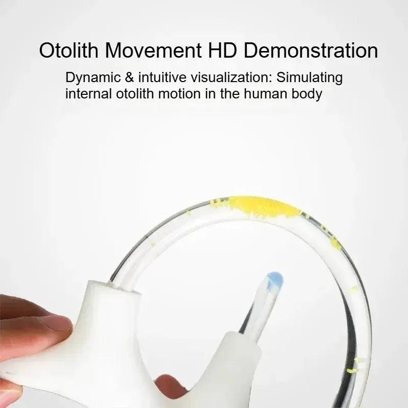  3D Inner Ear Anatomy Model Vestibular Rehab Education -  ToylandEU™
