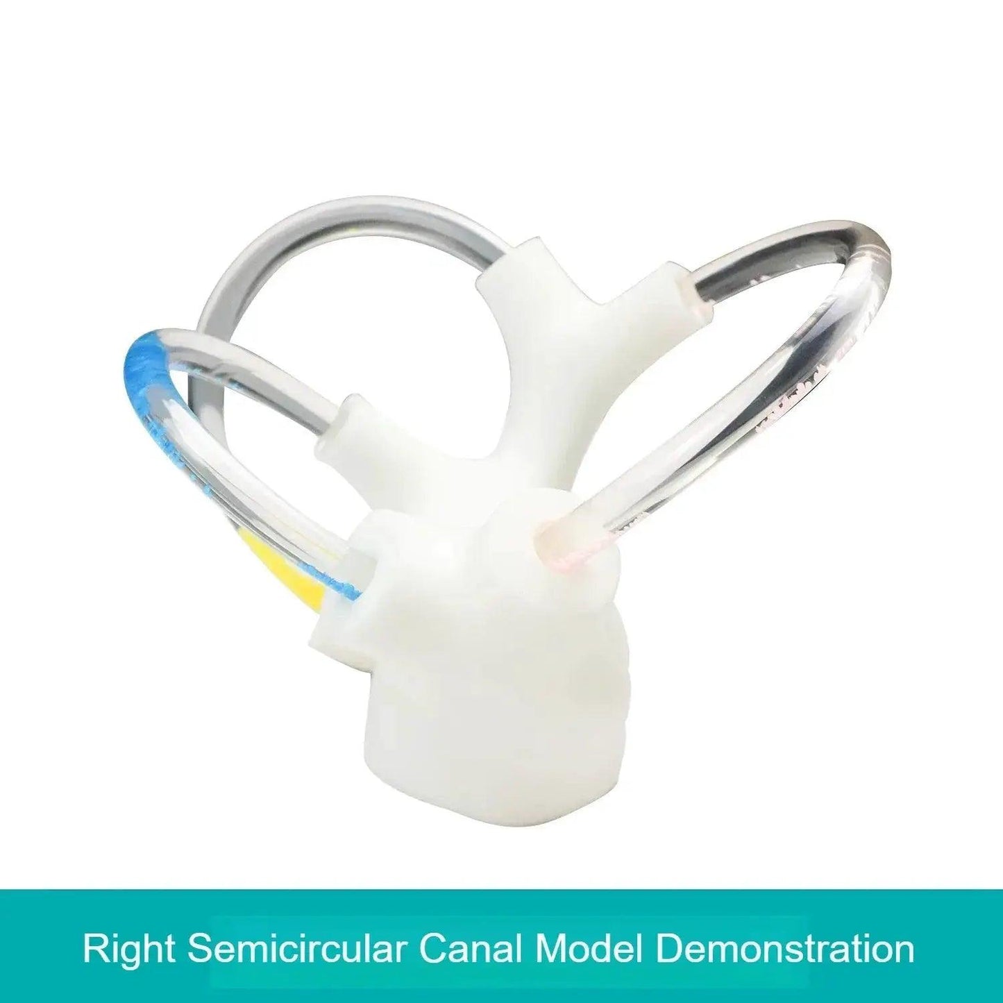  3D Inner Ear Anatomy Model Vestibular Rehab Education -  ToylandEU™