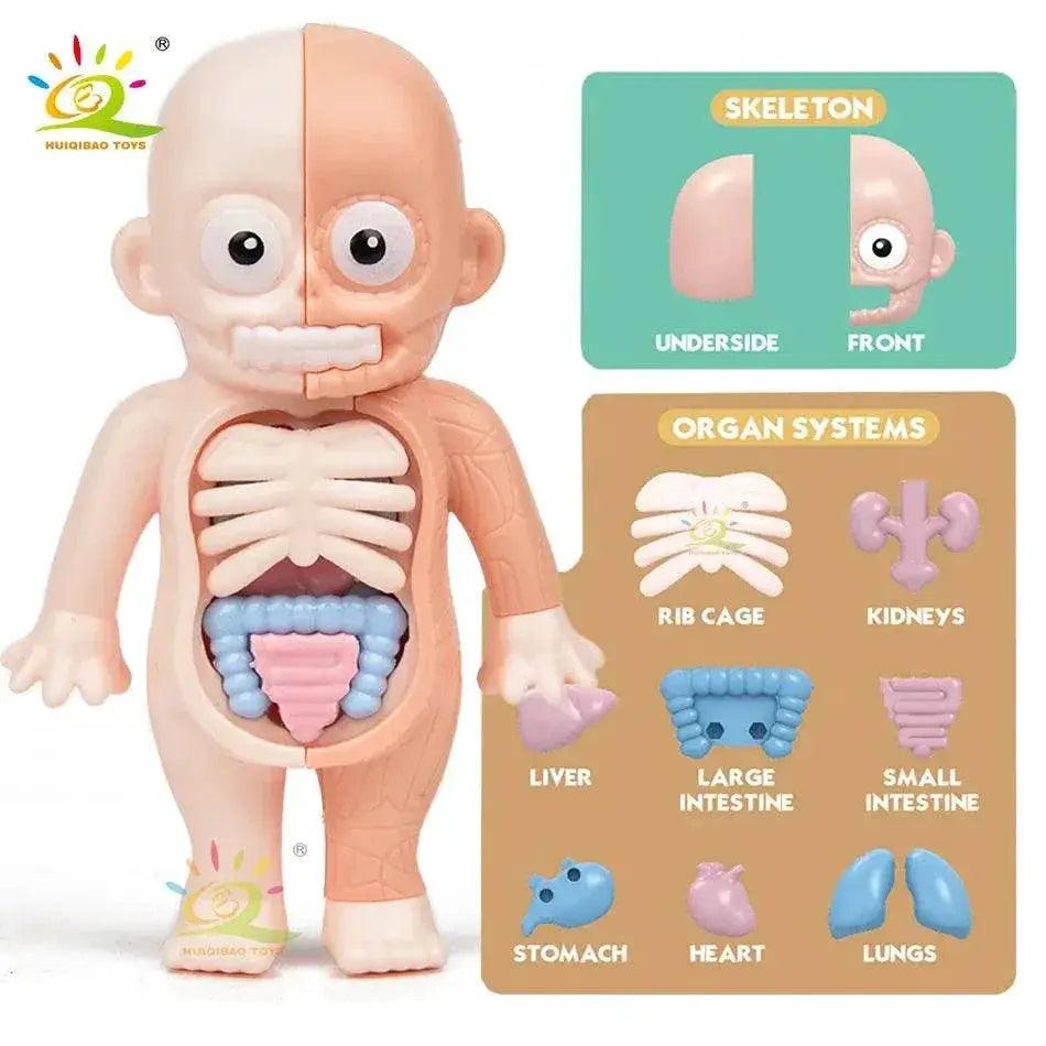  HUIQIBAO Kid Montessori 3D Puzzle Human Body Anatomy Model Educational Organ System Toy For Children -  ToylandEU™