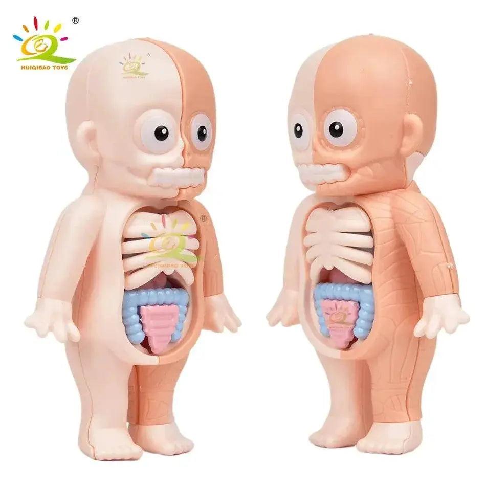  HUIQIBAO Kid Montessori 3D Puzzle Human Body Anatomy Model Educational Organ System Toy For Children -  ToylandEU™