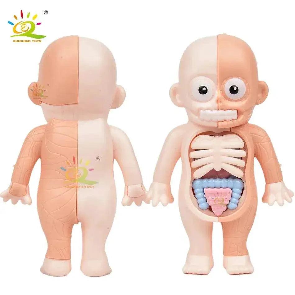  HUIQIBAO Kid Montessori 3D Puzzle Human Body Anatomy Model Educational Organ System Toy For Children -  ToylandEU™