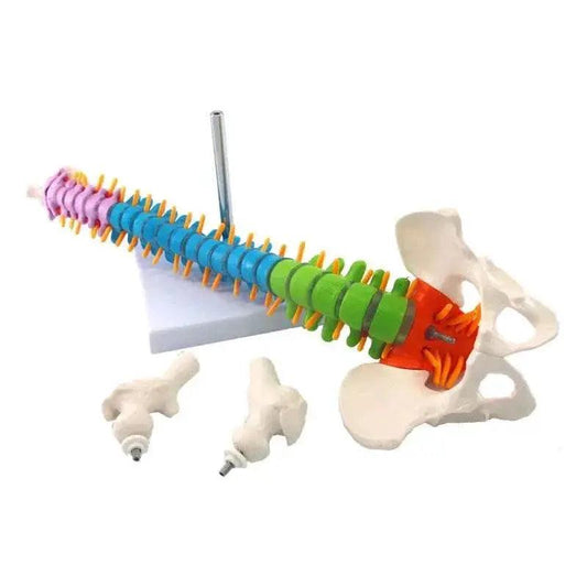  45CM Human Anatomical Cervical Vertebra Model Cervical Spine with Neck Artery Occipital Bone Disc and Nerve Models Colorful New -  ToylandEU™