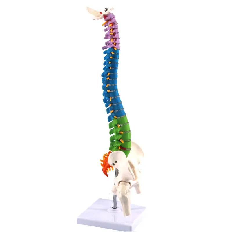 45CM Human Anatomical Cervical Vertebra Model Cervical Spine with Neck Artery Occipital Bone Disc and Nerve Models Colorful New - ToylandEU