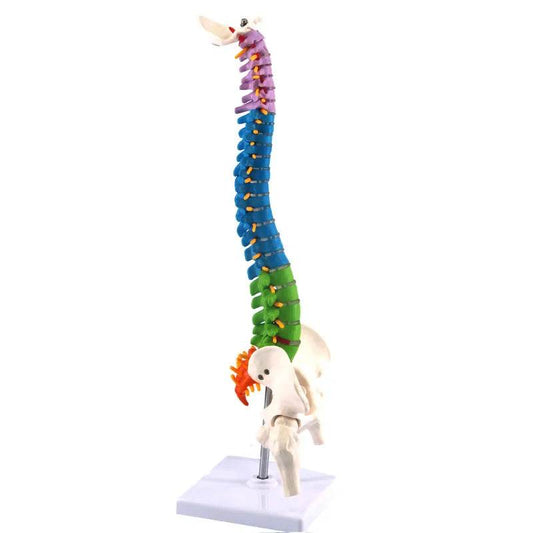 45CM Human Anatomical Cervical Vertebra Model Cervical Spine with Neck Artery Occipital Bone Disc and Nerve Models Colorful New - ToylandEU