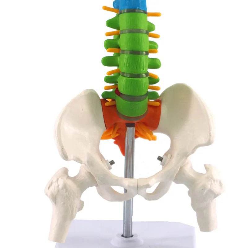 45CM Human Anatomical Cervical Vertebra Model Cervical Spine with Neck Artery Occipital Bone Disc and Nerve Models Colorful New - ToylandEU
