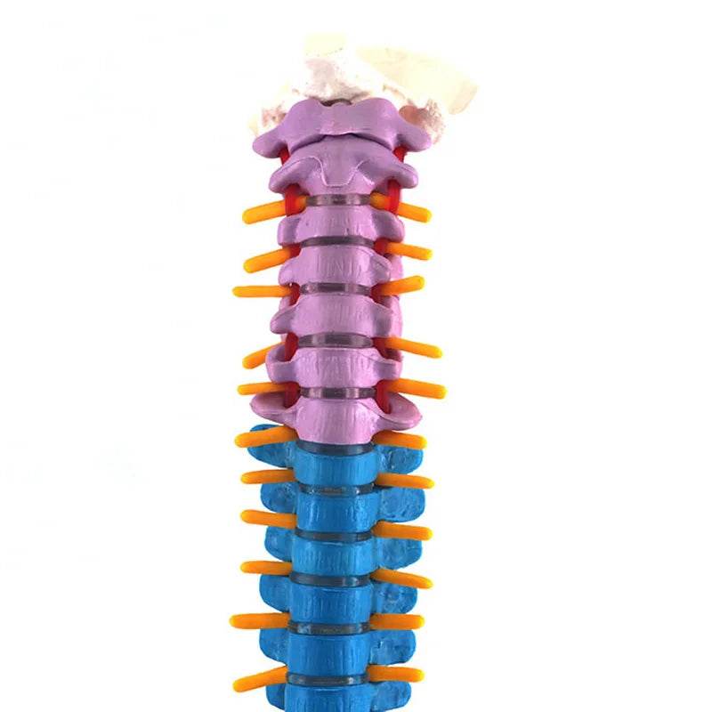 45CM Human Anatomical Cervical Vertebra Model Cervical Spine with Neck Artery Occipital Bone Disc and Nerve Models Colorful New - ToylandEU