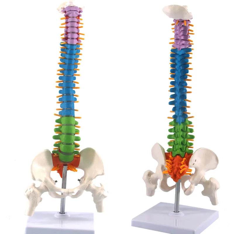 45CM Human Anatomical Cervical Vertebra Model Cervical Spine with Neck Artery Occipital Bone Disc and Nerve Models Colorful New - ToylandEU