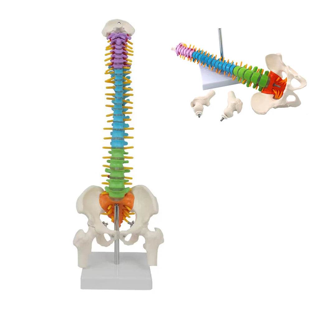 45CM Human Spine with Pelvic Model Anatomical Anatomy Spine Medical Model School Medical Teaching Science Supplies Wholesale - ToylandEU