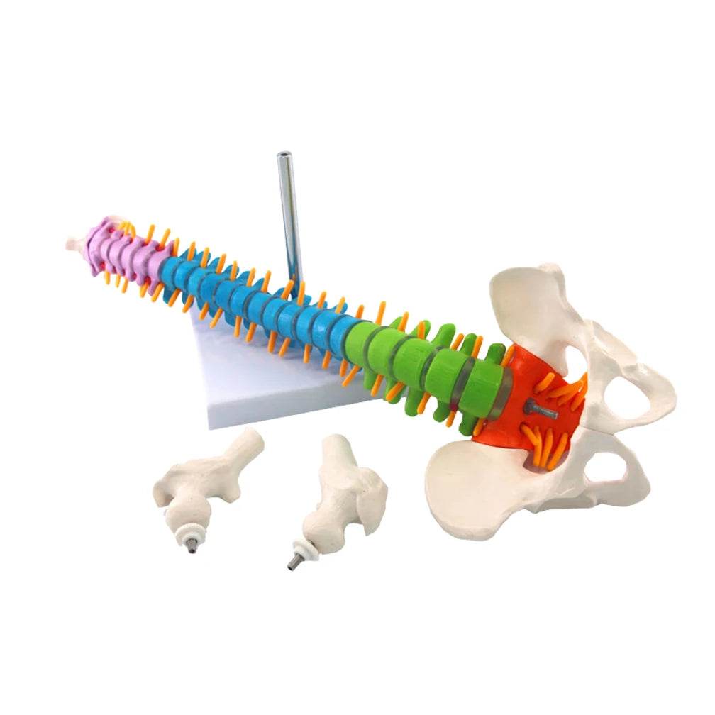 45CM Human Spine with Pelvic Model Anatomical Anatomy Spine Medical Model School Medical Teaching Science Supplies Wholesale - ToylandEU