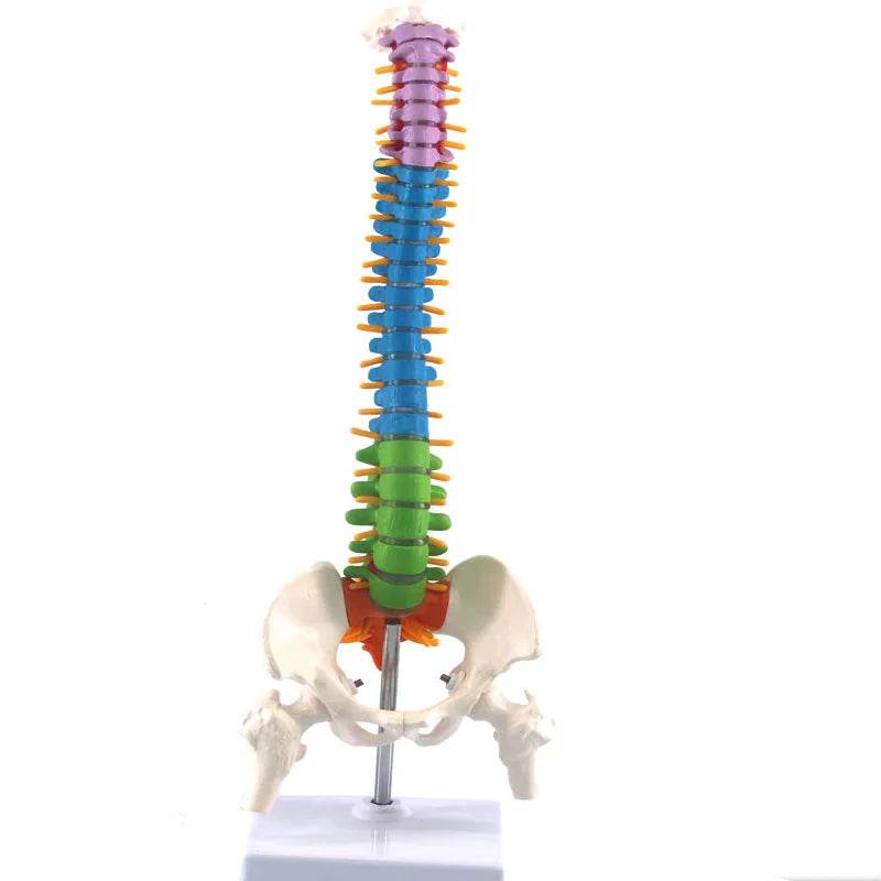 45CM Human Spine with Pelvic Model Anatomical Anatomy Spine Medical Model School Medical Teaching Science Supplies Wholesale - ToylandEU