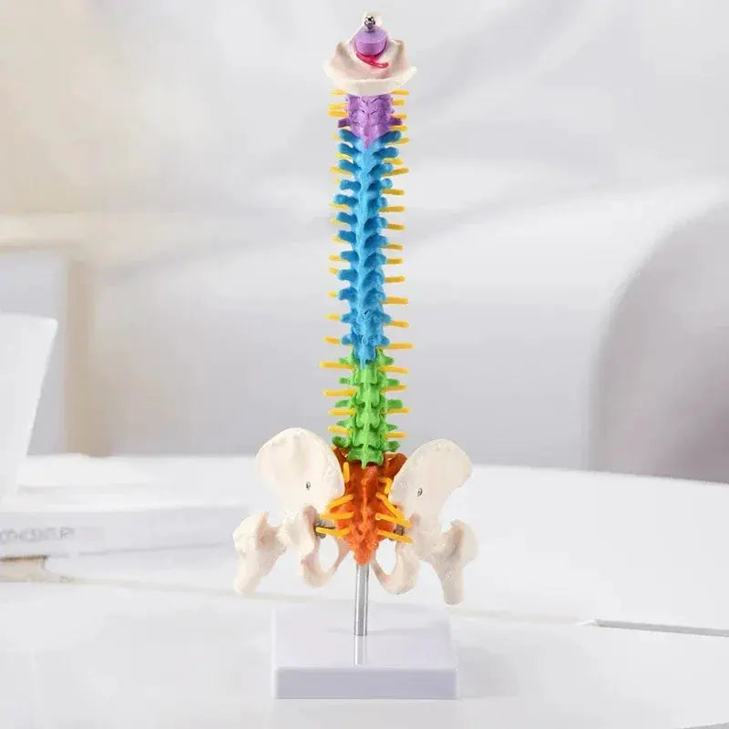 45Cm Pelvic Spine Model For Students Educational Anatomy - ToylandEU