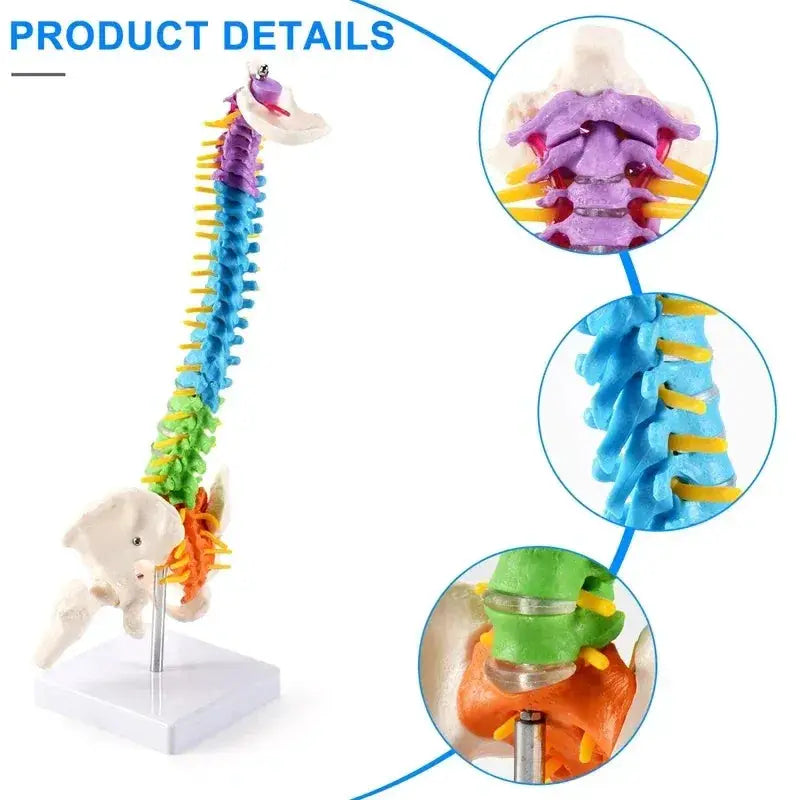 45Cm Pelvic Spine Model For Students Educational Anatomy - ToylandEU