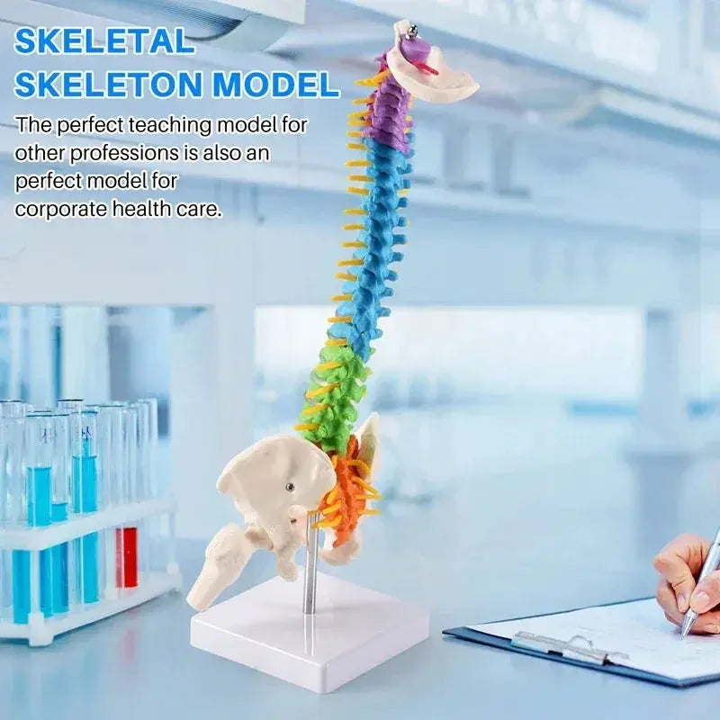 45Cm Pelvic Spine Model For Students Educational Anatomy - ToylandEU
