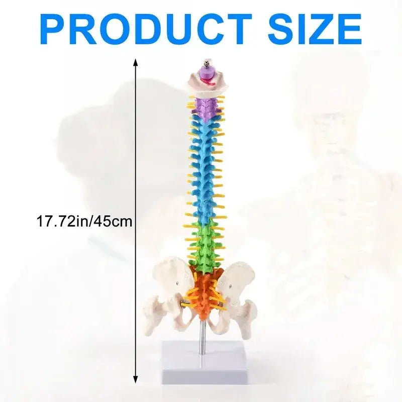 45Cm Pelvic Spine Model For Students Educational Anatomy - ToylandEU