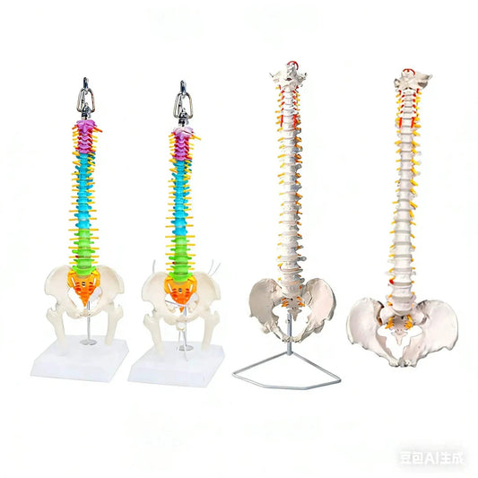 45cm Flexible Spine Model With Pelvis For Anatomy Teaching - ToylandEU