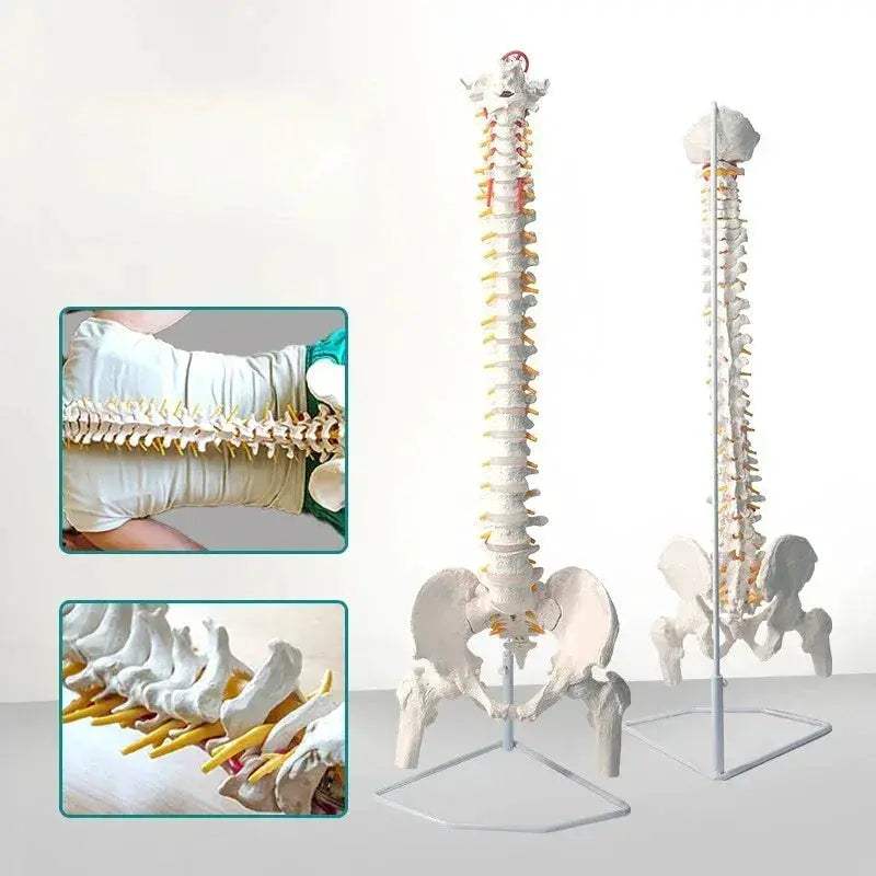 45cm Flexible Spine Model With Pelvis For Anatomy Teaching - ToylandEU