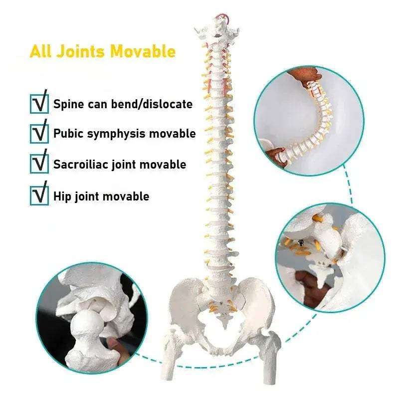 45cm Flexible Spine Model With Pelvis For Anatomy Teaching - ToylandEU
