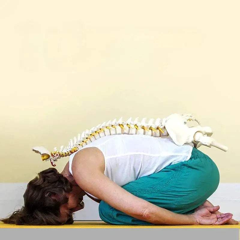 45cm Flexible Spine Model With Pelvis For Anatomy Teaching - ToylandEU