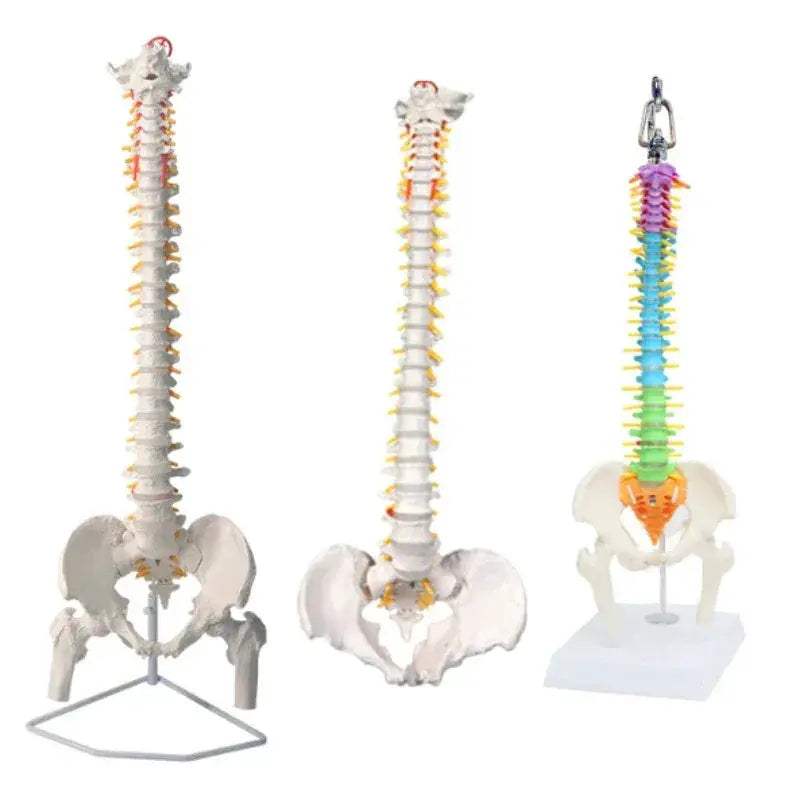 45cm Flexible Spine Model With Pelvis For Anatomy Teaching - ToylandEU