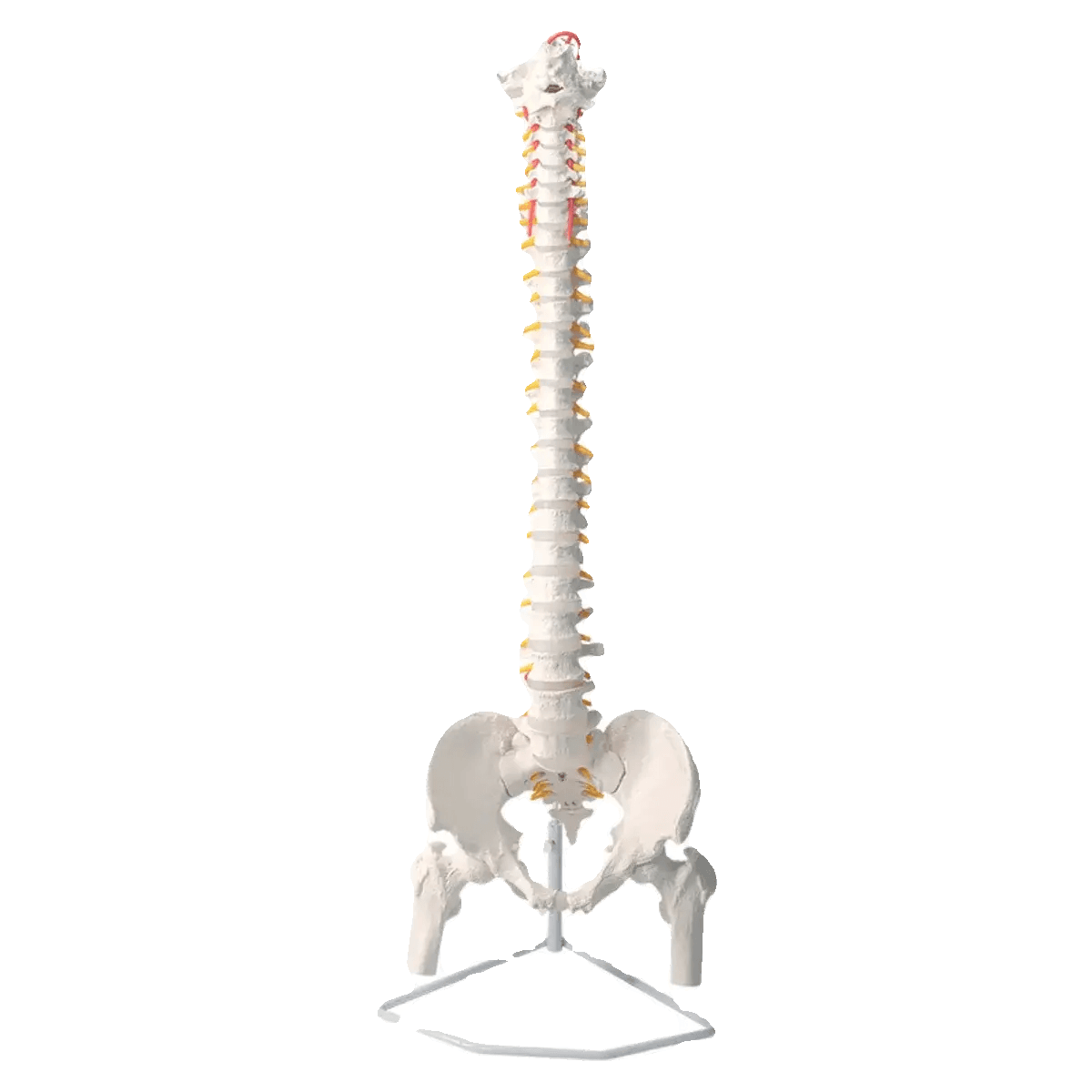 45cm Flexible Spine Model With Pelvis For Anatomy Teaching - ToylandEU