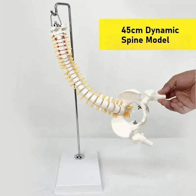 45cm Flexible Spine Model With Pelvis For Anatomy Teaching - ToylandEU