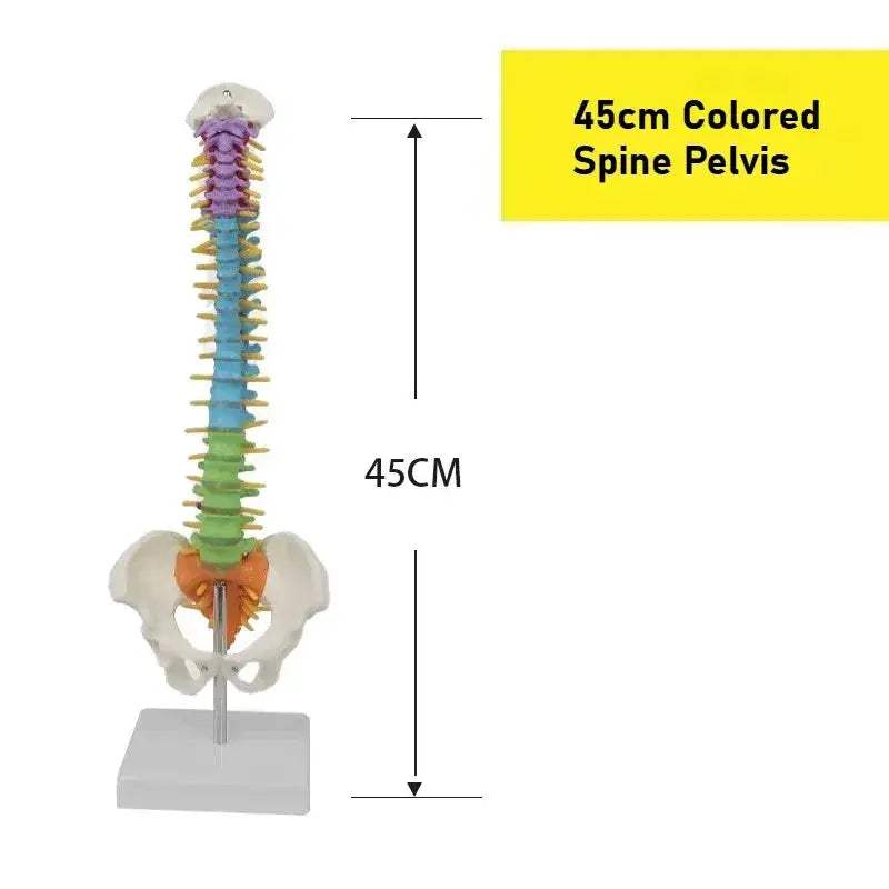 45cm Flexible Spine Model With Pelvis For Anatomy Teaching - ToylandEU