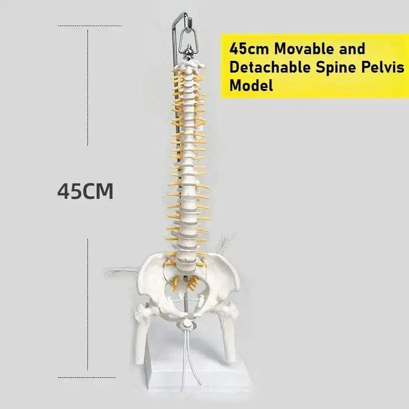 45cm Flexible Spine Model With Pelvis For Anatomy Teaching - ToylandEU