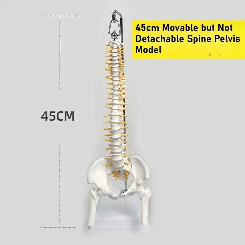 45cm Flexible Spine Model With Pelvis For Anatomy Teaching - ToylandEU
