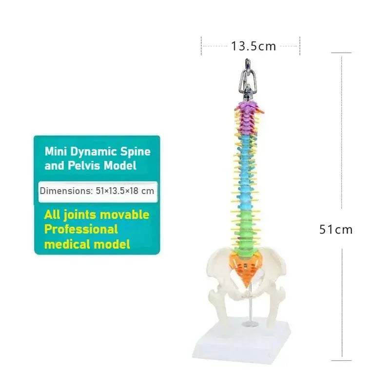45cm Flexible Spine Model With Pelvis For Anatomy Teaching - ToylandEU