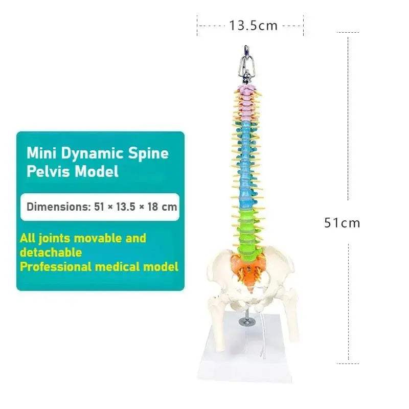45cm Flexible Spine Model With Pelvis For Anatomy Teaching - ToylandEU