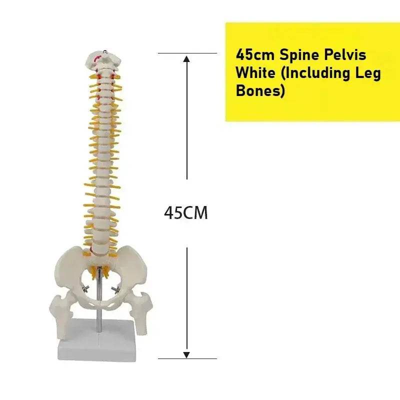 45cm Flexible Spine Model With Pelvis For Anatomy Teaching - ToylandEU