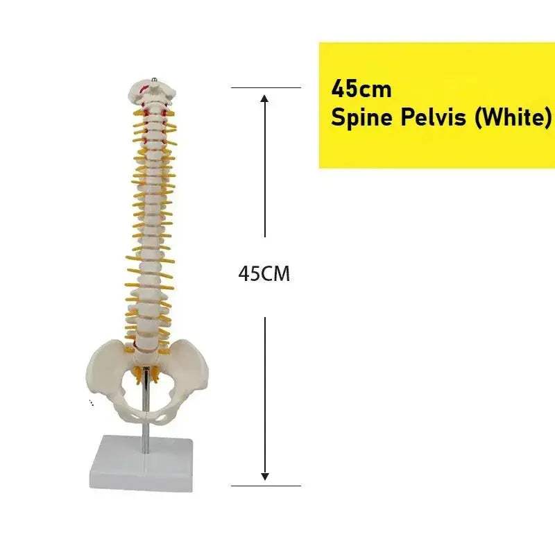 45cm Flexible Spine Model With Pelvis For Anatomy Teaching - ToylandEU