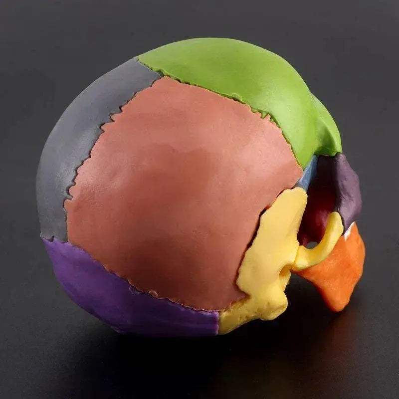 4D Color Anatomical Skull Model Detachable Teaching Tool - ToylandEU