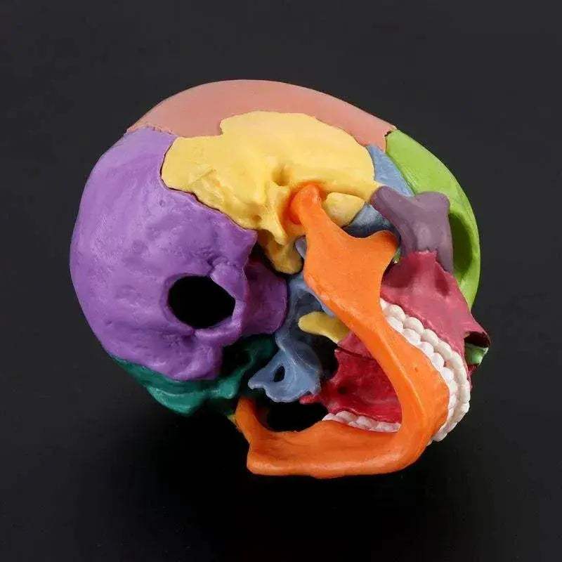 4D Color Anatomical Skull Model Detachable Teaching Tool - ToylandEU
