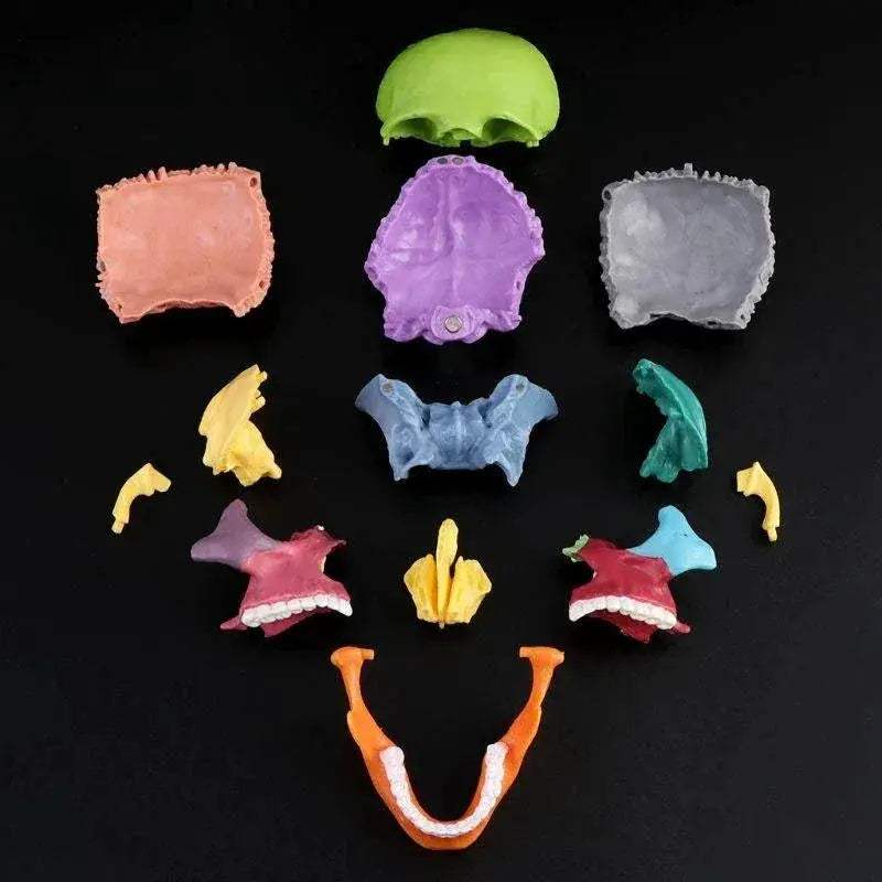 4D Color Anatomical Skull Model Detachable Teaching Tool - ToylandEU