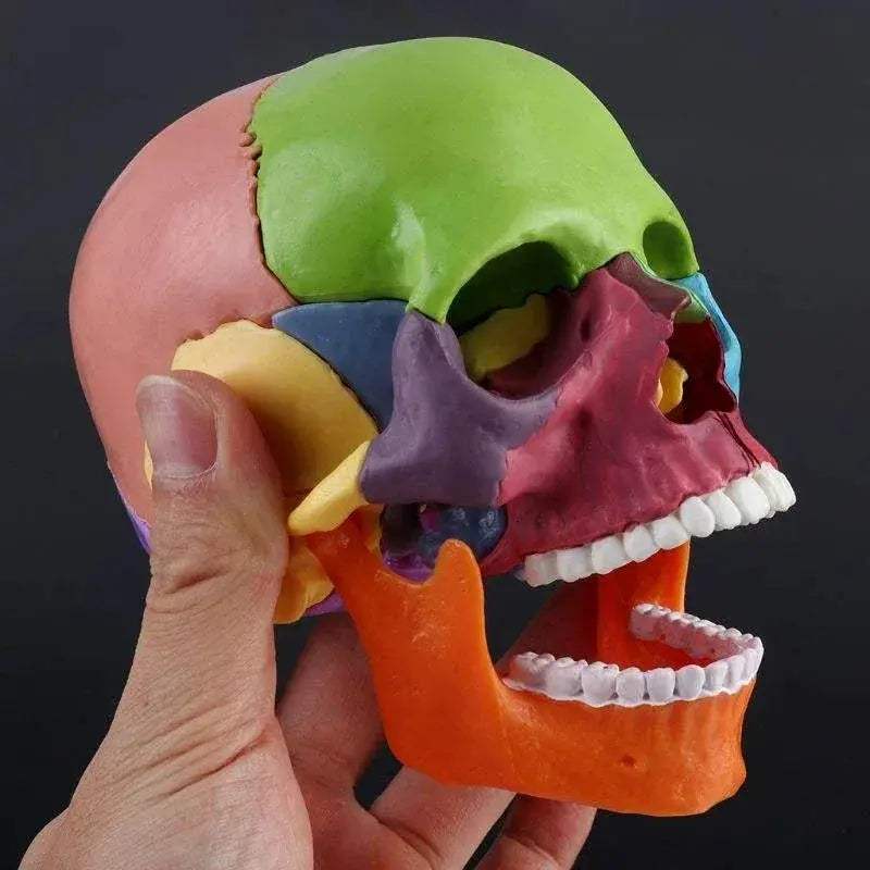4D Color Anatomical Skull Model Detachable Teaching Tool - ToylandEU