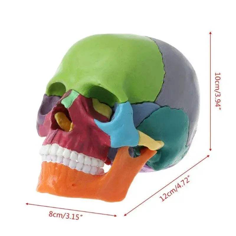 4D Color Anatomical Skull Model Detachable Teaching Tool - ToylandEU