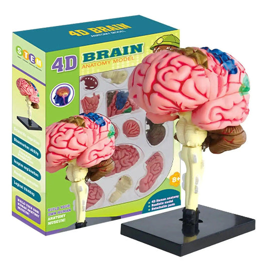  4D Human Brain Model STEM Toy Hands On Learning -  ToylandEU™