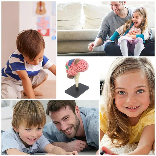  4D Human Brain Model STEM Toy Hands On Learning -  ToylandEU™
