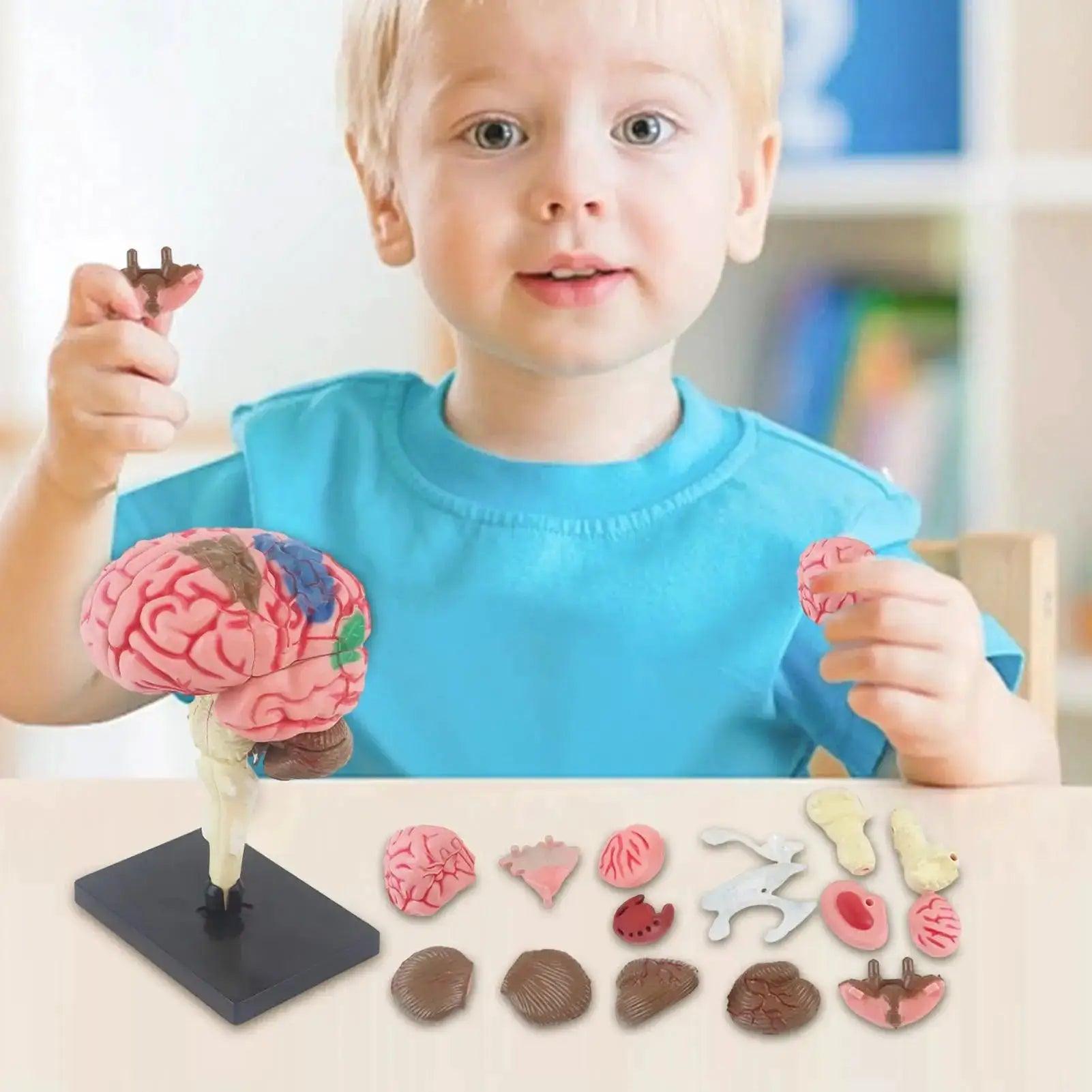  4D Human Brain Model STEM Toy Hands On Learning -  ToylandEU™