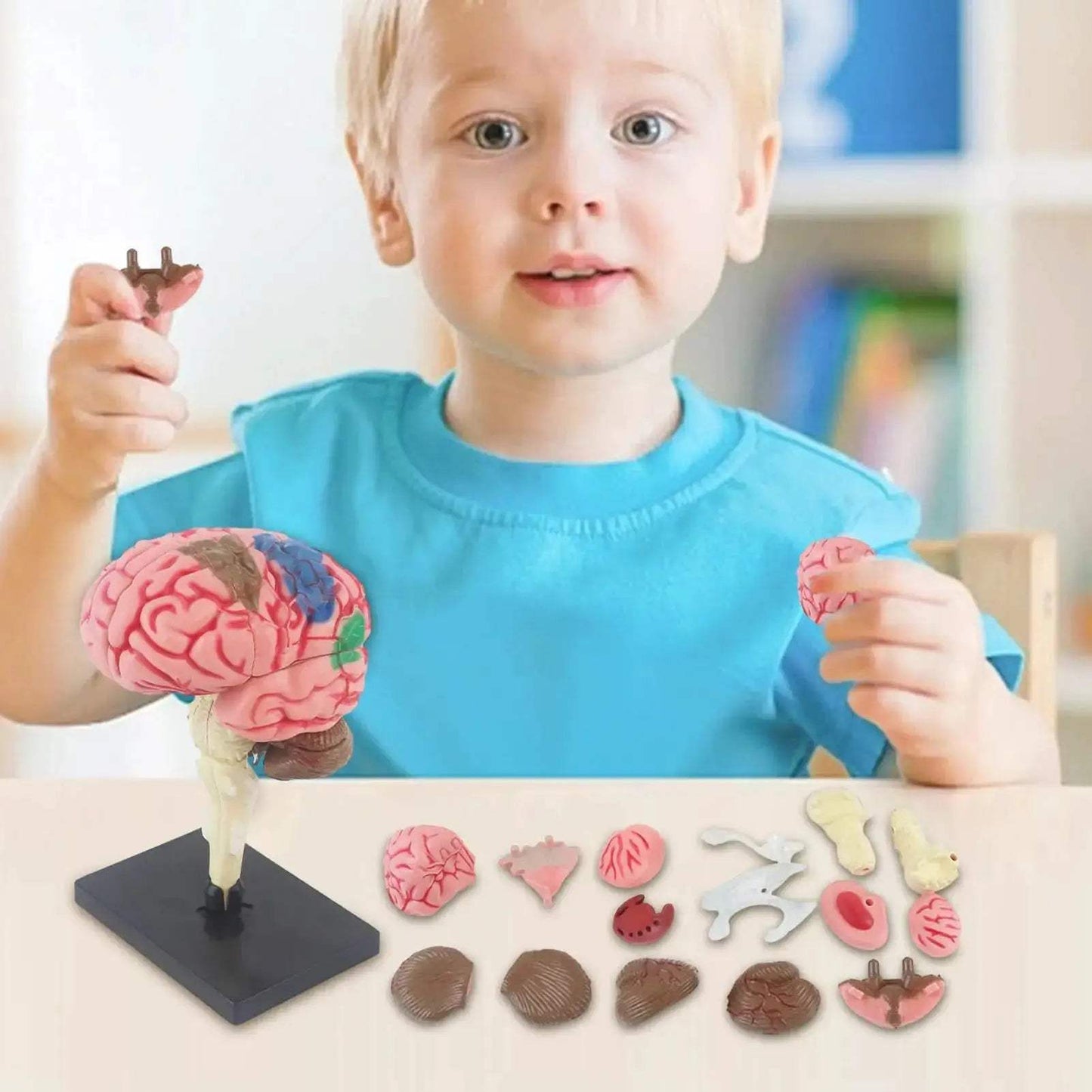 4D Human Brain Model STEM Toy for Hands On Learning - ToylandEU