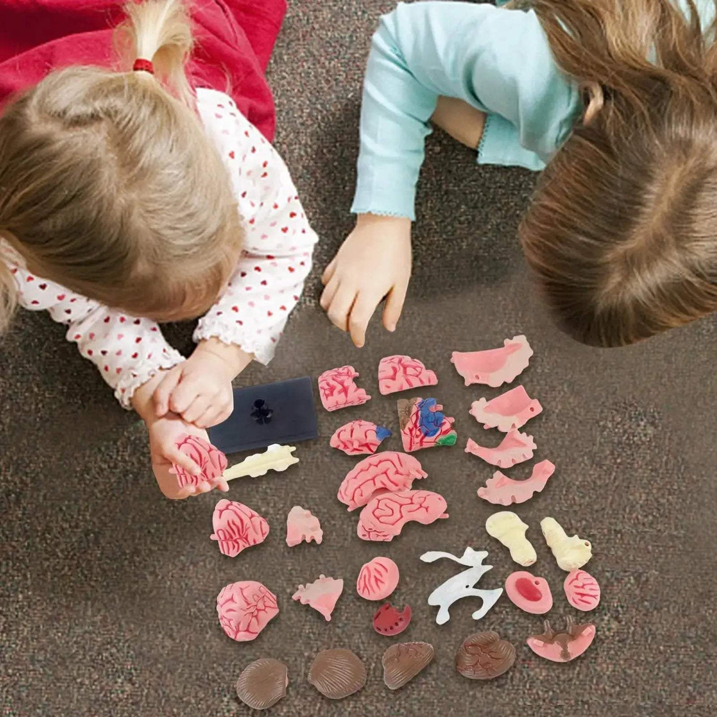 4D Human Brain Model STEM Toy for Hands On Learning - ToylandEU