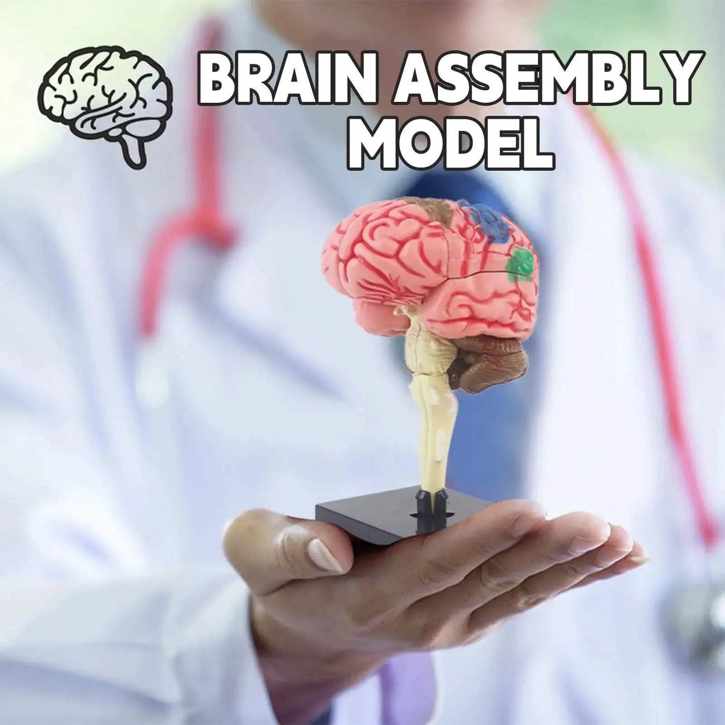 4D Human Brain Model STEM Toy for Hands On Learning - ToylandEU